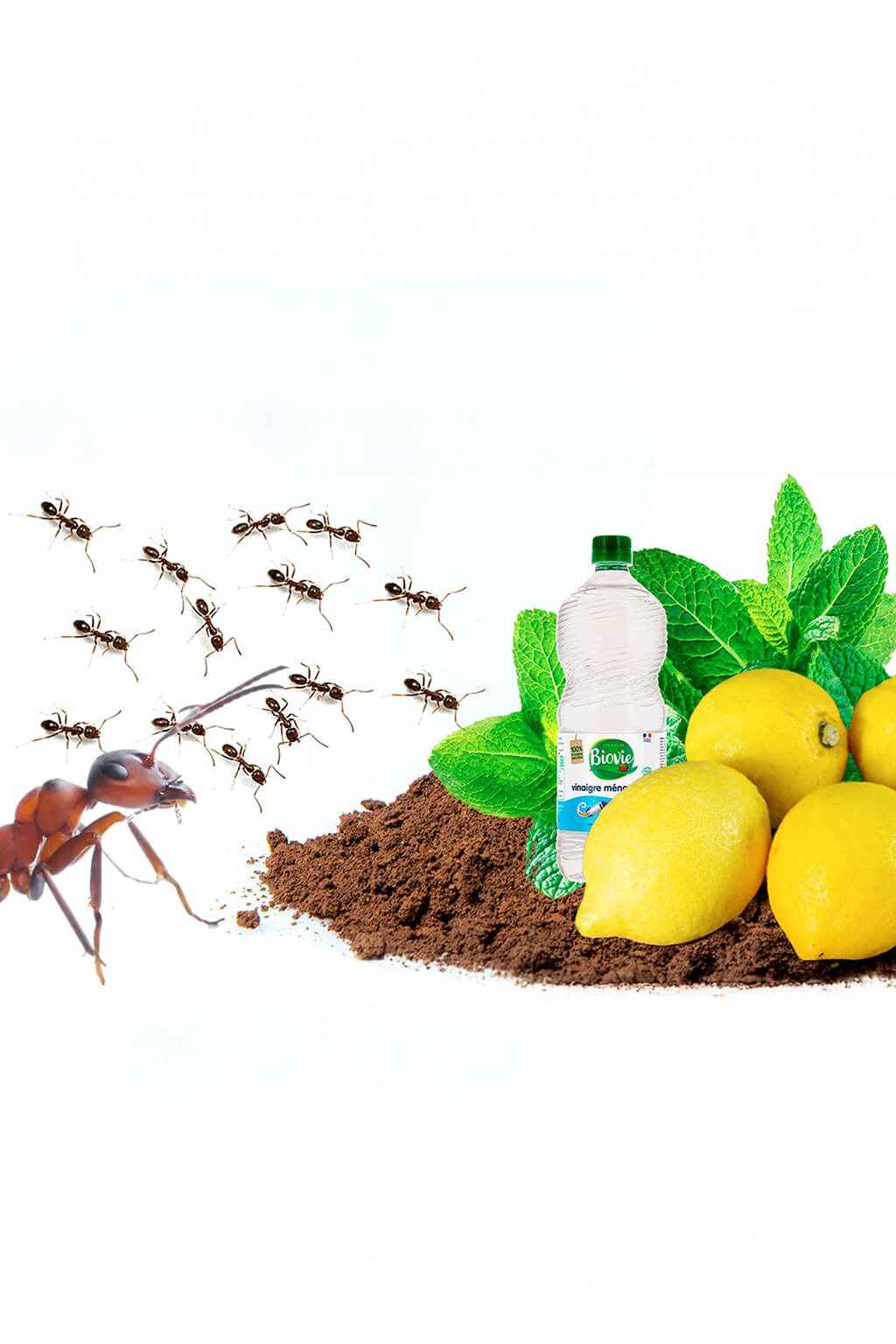 Traitement professionnel anti-fourmis en Tunisie