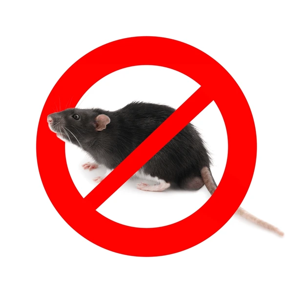 Dératisation et élimination des rongeurs en Tunisie