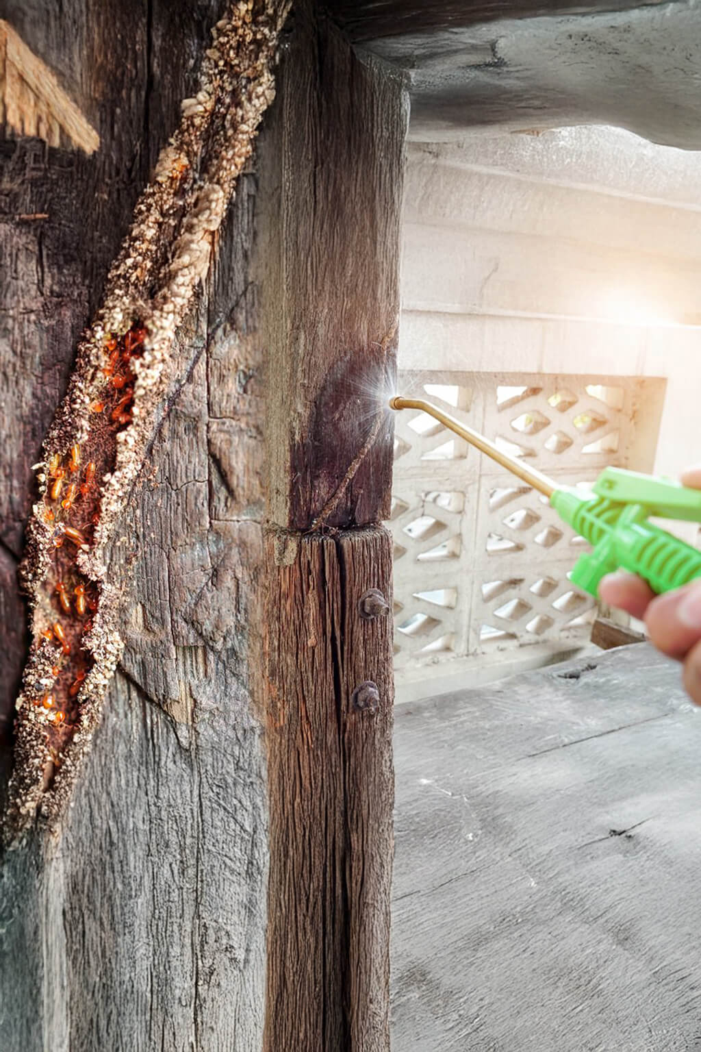 Traitement professionnel contre les termites en Tunisie - Hygiène4D