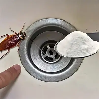 Désinsectisation anti-cafards Tunisie