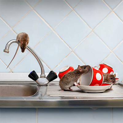 Prévenir les rongeurs