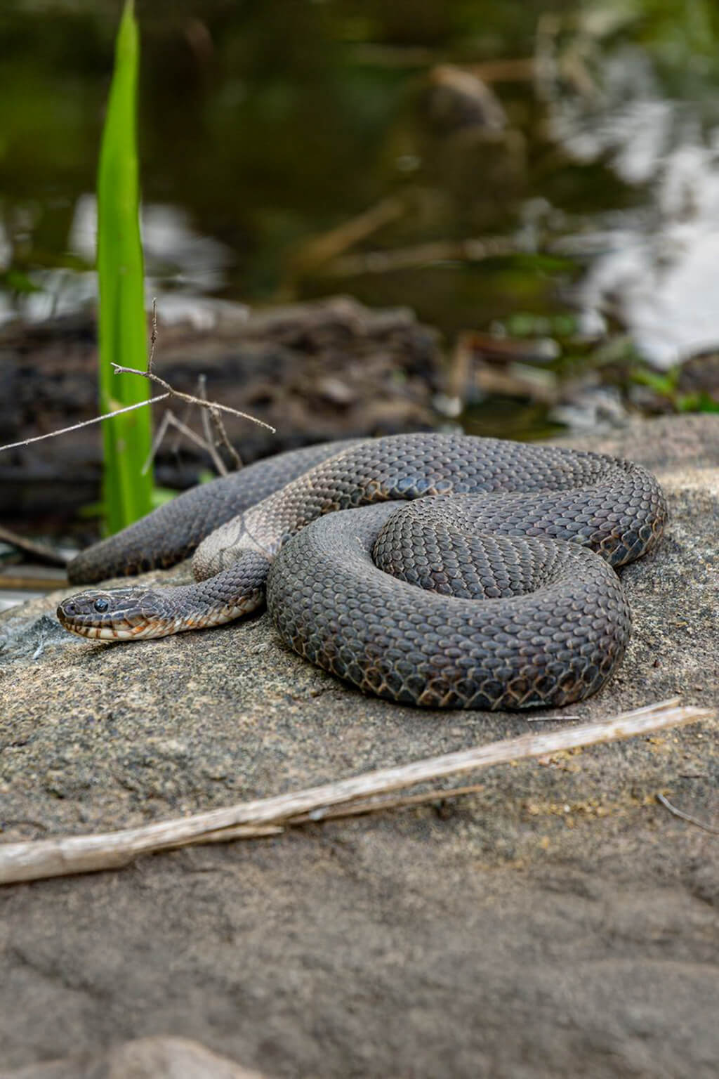 Traitement anti serpents Tunisie - Hygiène4D
