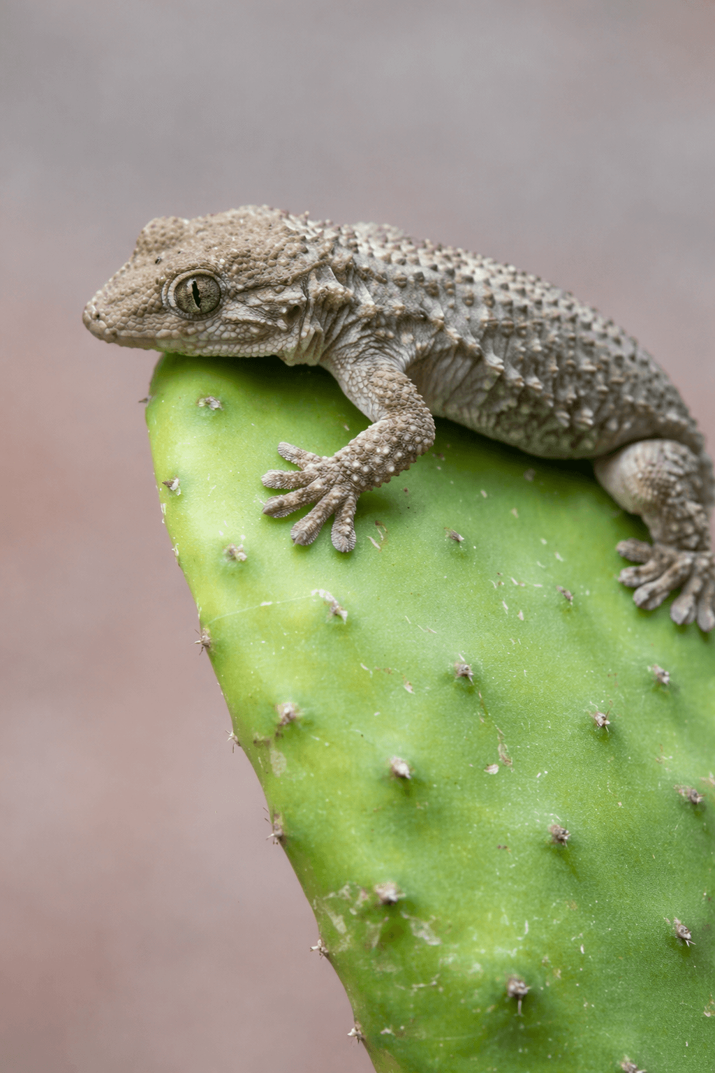 Traitement anti lézards — Hygiène4D