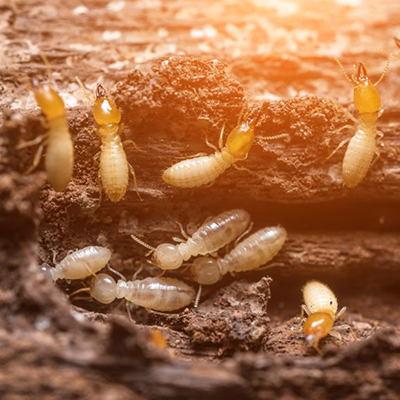 Traitement anti-termite Tunisie