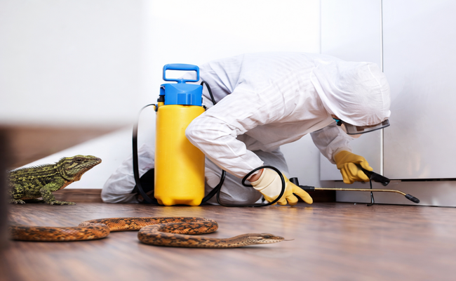 Déreptilisation professionnelle Tunisie serpents lézards scorpions Hygiène4D