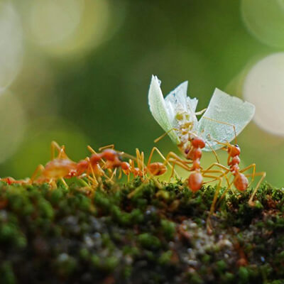Traitement anti-fourmis Tunisie élimination reine colonie