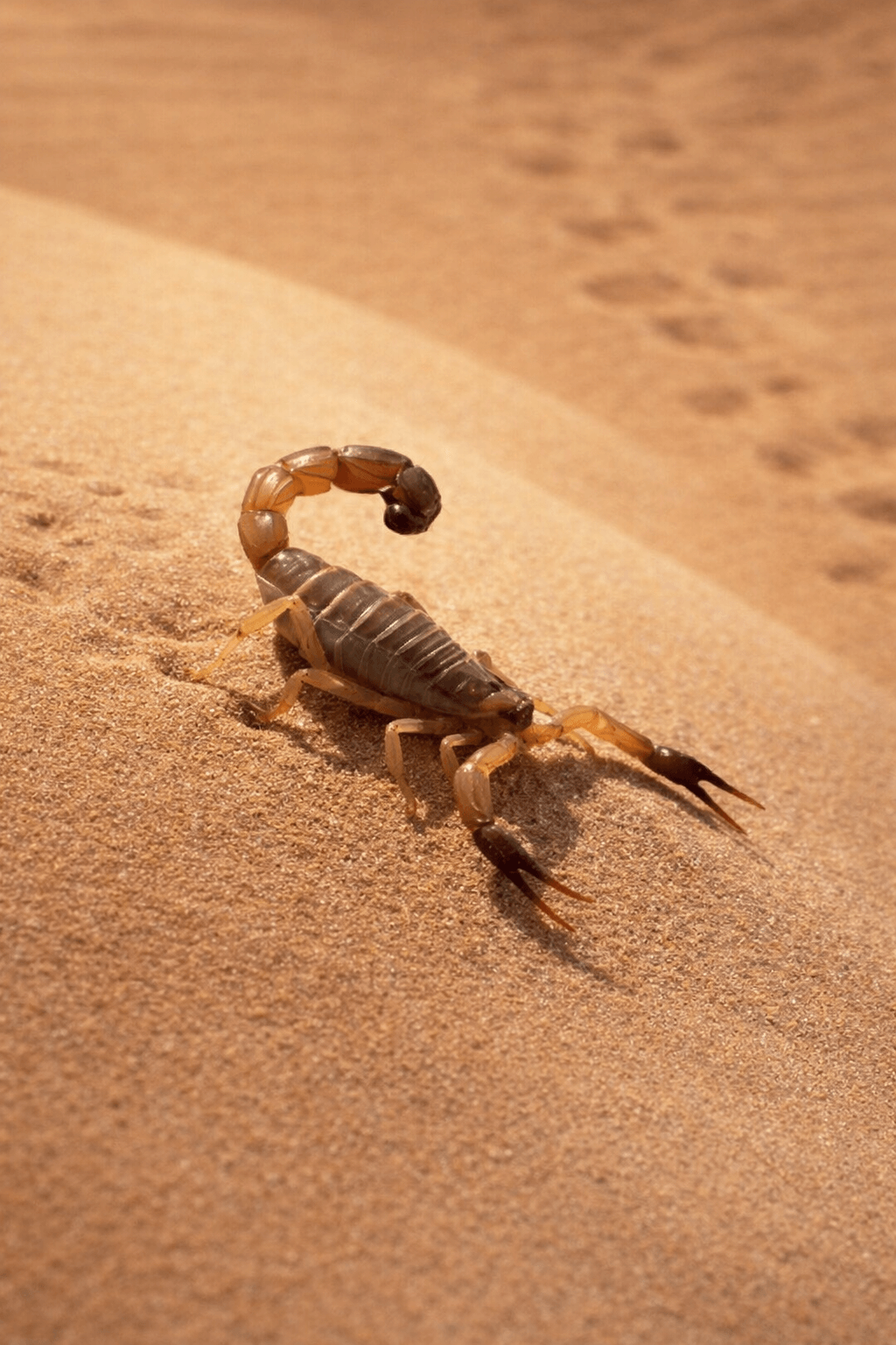 Traitement anti-scorpions Tunisie zones rurales semi-urbaines
