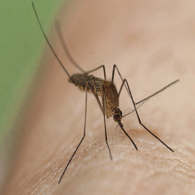 Traitement anti-moustiques Tunisie moustique tigre ULV