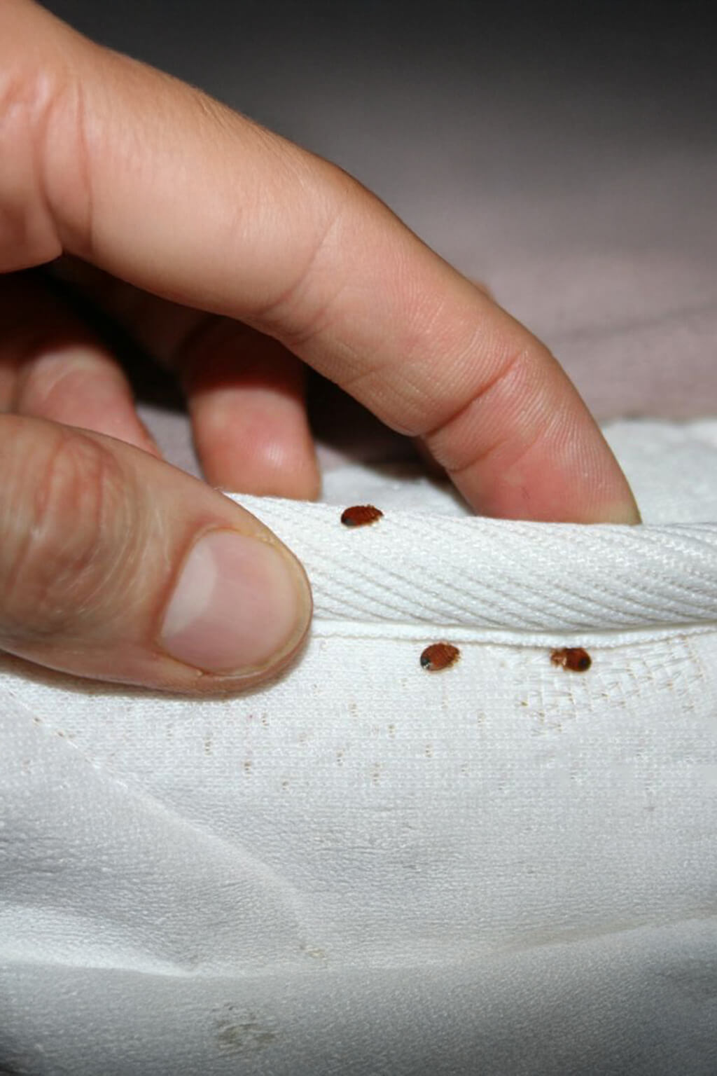 Traitement anti-puces Tunisie animal environnement