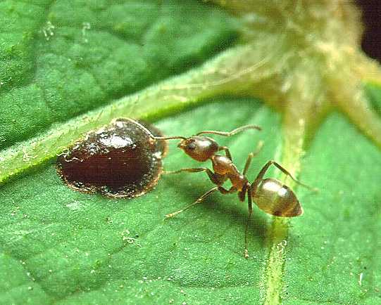 Traitement anti-fourmis d'Argentine Tunisie