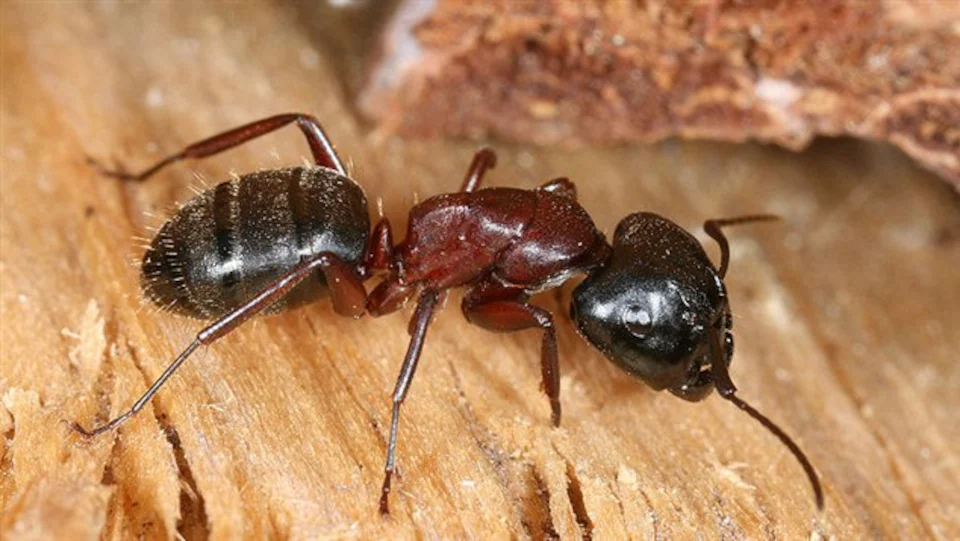 fourmis charpentières
