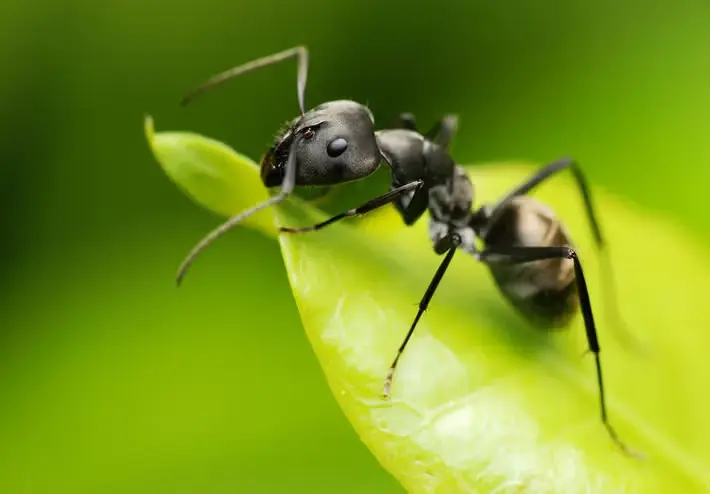 Traitement anti-fourmis noires de jardin Tunisie