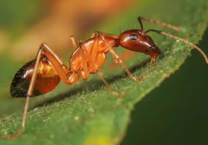 Traitement anti-fourmis pharaon Tunisie